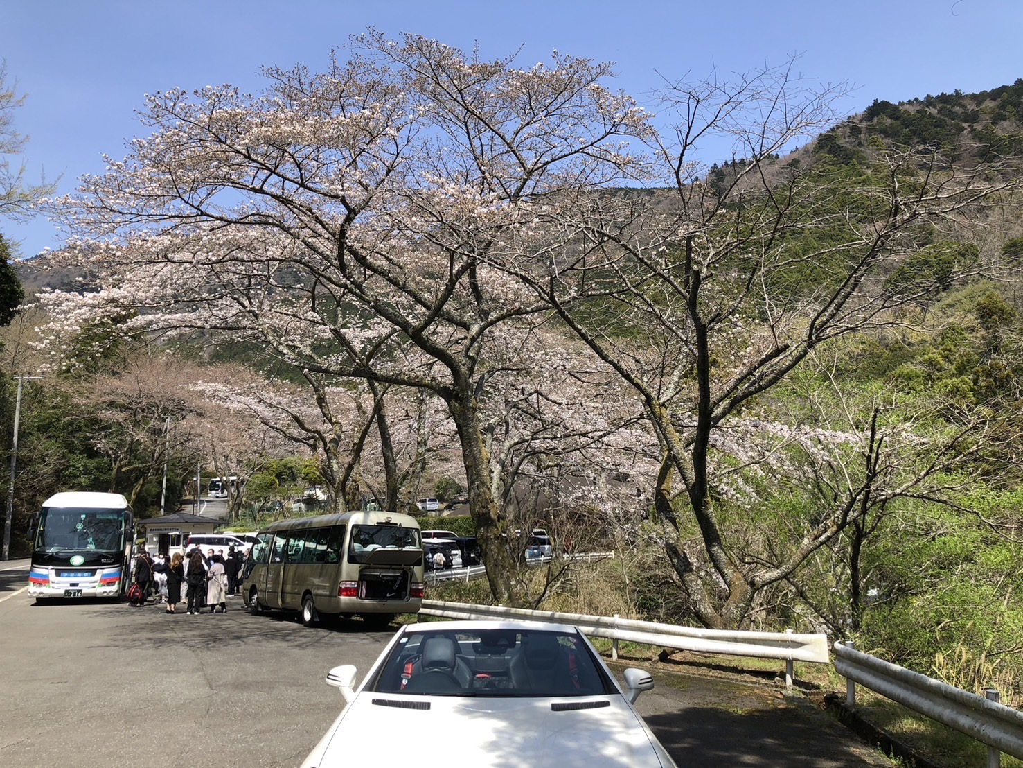 伊豆大川の桜